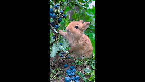 cute rabbit eating Berry