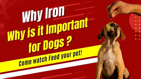 Why Iron: Why is it Important for Dogs ? Is Trending Right Now | Dog show