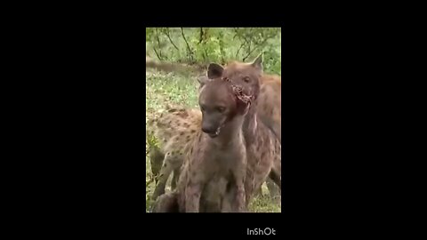 hyena attack wild danger