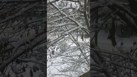 Veterans Day 2019 Snowfall