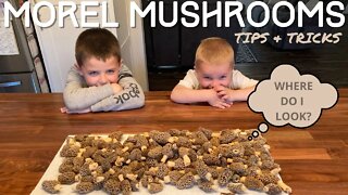 Morel Mushroom Hunting - What to Look for - Eason Season