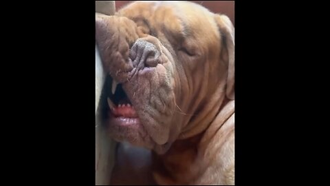 Funny Animal Videos 2023 Funniest Dogs and Cats Videos