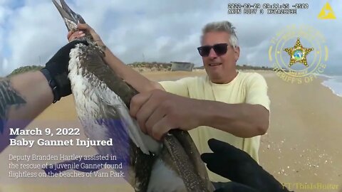 FCSO deputy attempted to rescue a juvenile Gannet who later died