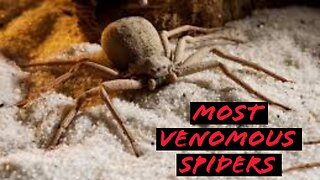 Most Venomous Spiders