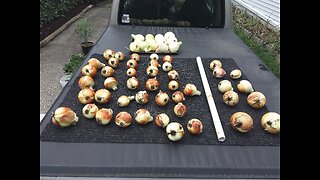 Onion Harvest 7/1/23