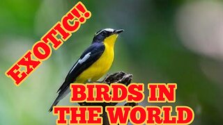 Any Exotic Birds In The World