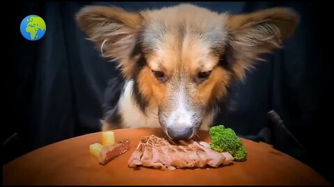 Incredible footage of an adorable dog enjoying his meal