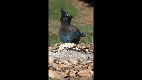 Steller's Jay 🐦Morning Seed Surprise