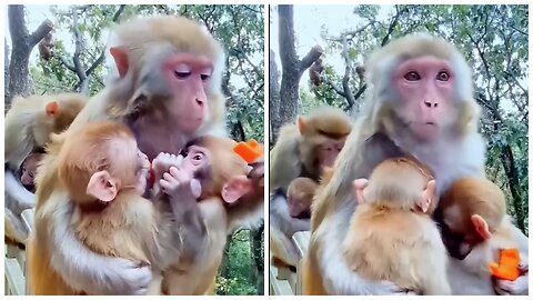 The Twin Monkey Are Lucky, They Have A Good Mother