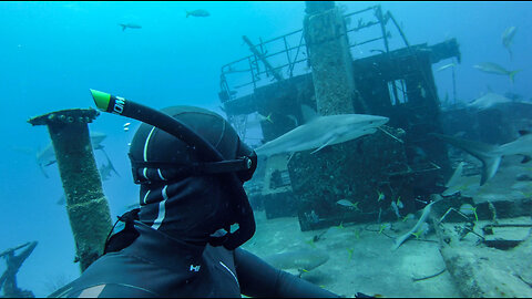 Freediving no fins with Sharks in a Shipwreck (Ray of Hope) Nassau Bahamas - Italiansharkman