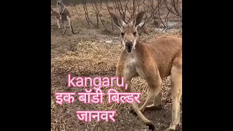 kangaroo