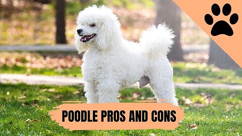 Poodle Ownership: Weighing the Pros and Cons 🐩🤔