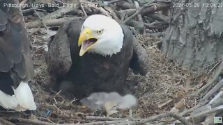 Hays Eagles Mom brings in a Red Horse Sucker fish for the pantry 2021 03 26 10:04AM