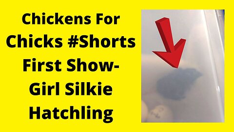 Very First Showgirl Hatchling #shorts