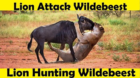 Lion Hunting Wildebeest. Lion Attack Wildebeest. (Tutorial Video )