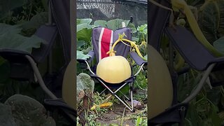 Growing Pumpkin in a Chair 👀 Time lapse #giantpumpkin #pumpkinpatch #bubba