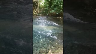 Hidden Beauty River Hide Away Gem #shortsfeed #shortsvideo #nature #jamaica #shortviral #shorts #fy