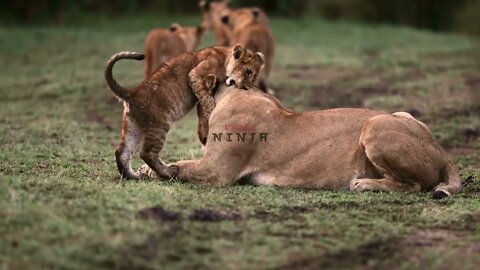 Adorable moment lion cub seen playing with its loving mother