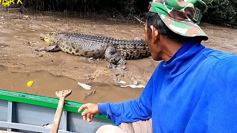 A man befriends a crocodile in the wild - Borneo island