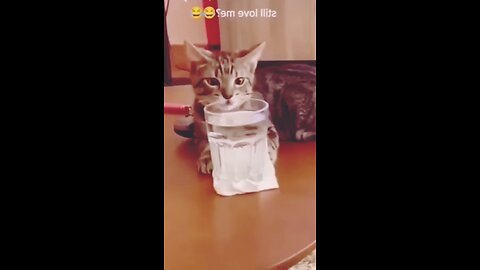 funny animals | funny cat