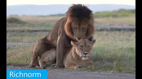 Why Male Lion can Mate with Lioness 100 times a Day!