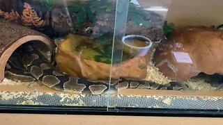 Ball python