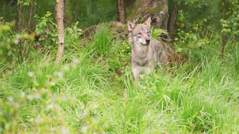 Curious grey wolf looking after prey in the dense summer forest
