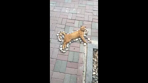 cat sleep in walking street #cat #catsleep #catfunny #catfunnystory