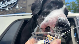 Funny Great Danes Lick & Flick Pup Cup Ice Cream Custard