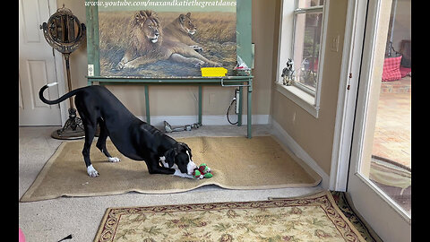 Funny Playful Great Dane Helps With Redecorating The Art Studio