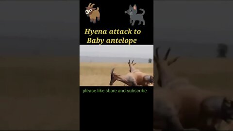 Hyena attack to baby antelope 🦌#shorts #youtubeshorts
