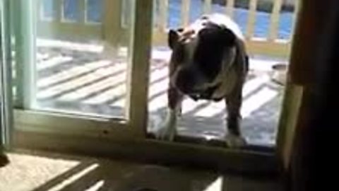 Bulldog afraid to enter home due to invisible force field