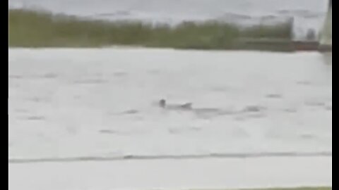 Shark Spotted in the Surge Waters in Fort Myers Beach, Florida