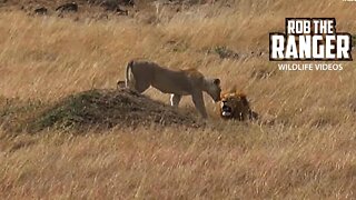 Pair Of Kenyan Lions (Bila-Shaka Male/Topi Lioness) | Maasai Mara Safari | Zebra Plains