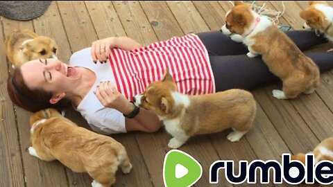 Cute puppy and cats funny 😂videos compilation 2023