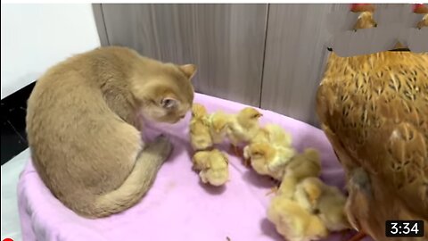 The chick jumped into the basket and slept with the kitten. And the hen gu...