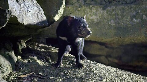 Baby Tasmanian Devils Start to Explore - 4K UHD - Seven Worlds One Planet - BBC Earth