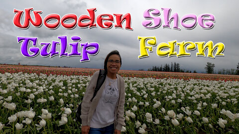 Last Day of the Wooden Shoe Tulip Festival - Luster Lingers on the Blooms