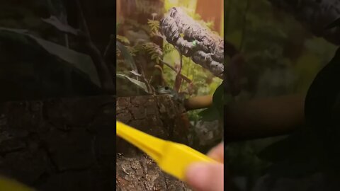 Tong Feeding White’s Tree Frogs