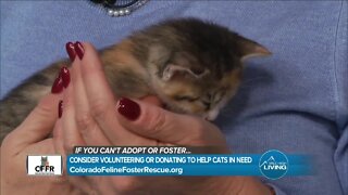 Foster & Get Involved! // Colorado Feline Rescue