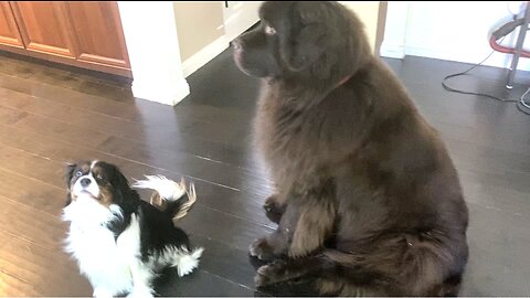 Newfoundland And Little Cavalier Friend Love Game Time