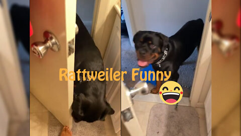 Rottweiler dog funny video ❤️