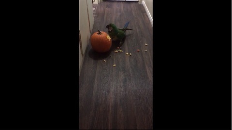Parrot carves his pumpkin for Halloween