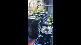 Kratky method hydroponics