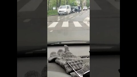 Swans on a pedestrian crossing