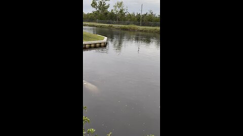 Manatee Park Fort Myers, FL 12/26/2022 Part 3