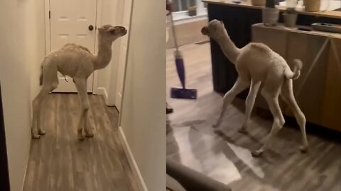 Camel 🐪baby | Enjoying | #pets #rumble #Entertainment