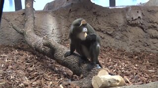 Milwaukee zoo welcomes new species called the DeBrazza’s monkeys