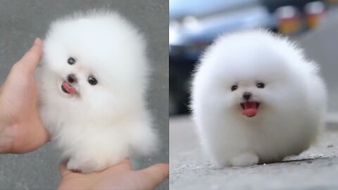 Cute white miniteacup Pomeranian puppy video.😘💖