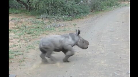 Baby Rhino Charges At Car